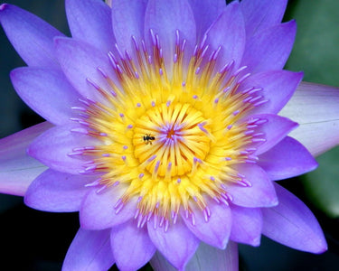 3 Organic Mixed Colors LOTUS Nelumbo Nucifera Pond Water Lily Lilypad Blue Red Flower Large Seeds